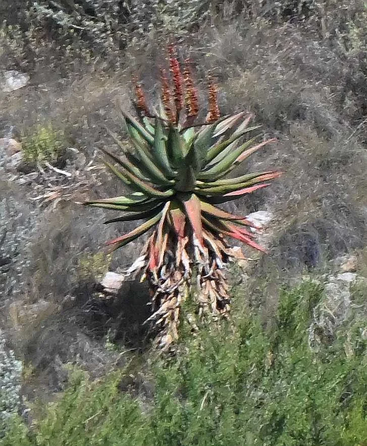 Aloe Ferox