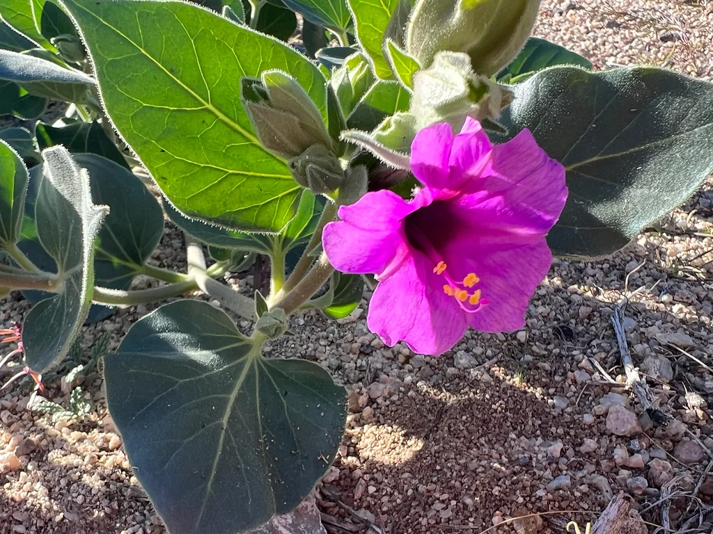 Mirabilis Multiflora