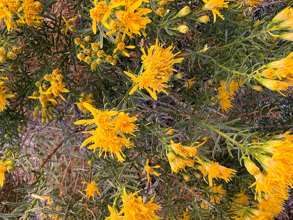 Ericameria Laricifolia