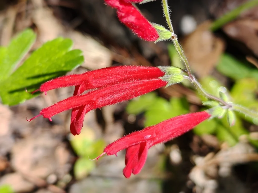 Salvia Elegans