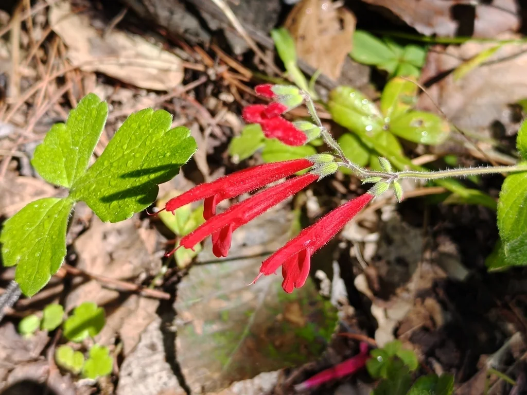 Salvia Elegans