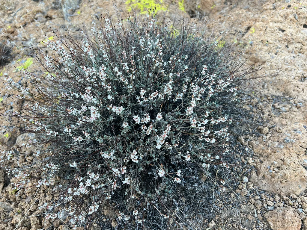 Eriogonum Wrightii