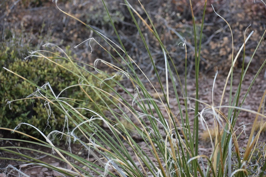 Nolina microcarpa