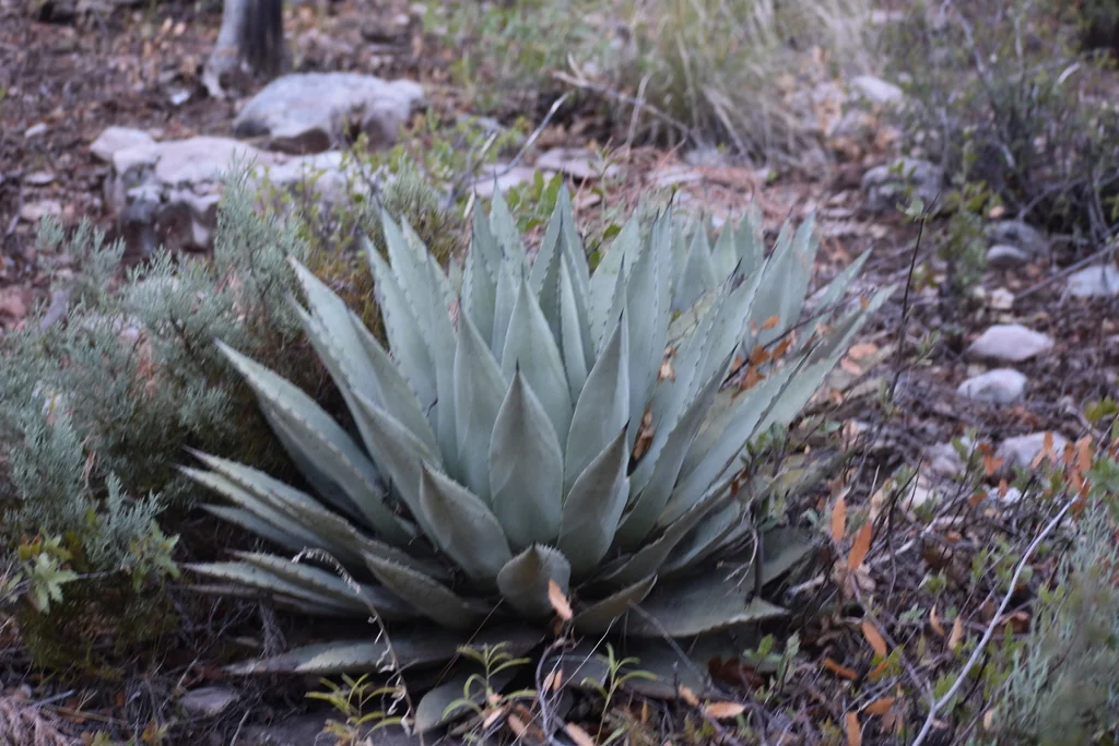 Agave Parryi