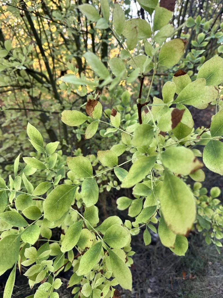 Fraxinus Latifolia