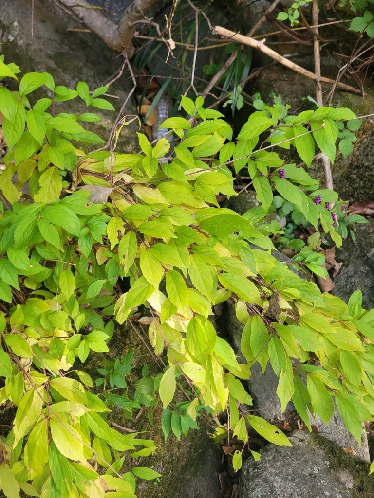 Callicarpa Dichotoma