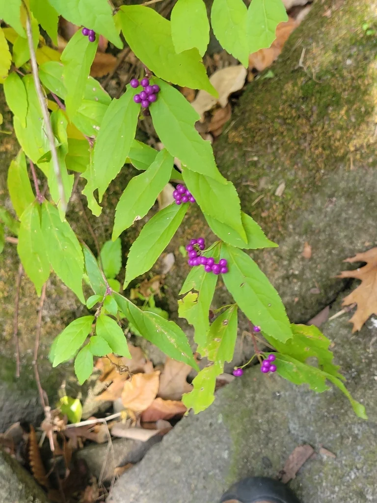 Callicarpa Dichotoma