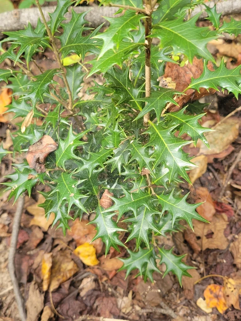 Osmanthus Heterophyllus