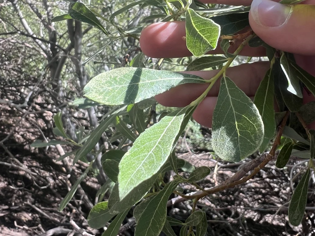 Salix Scouleriana