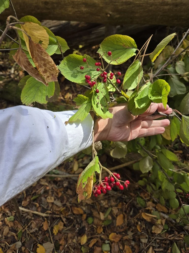 Viburnum dilatatum