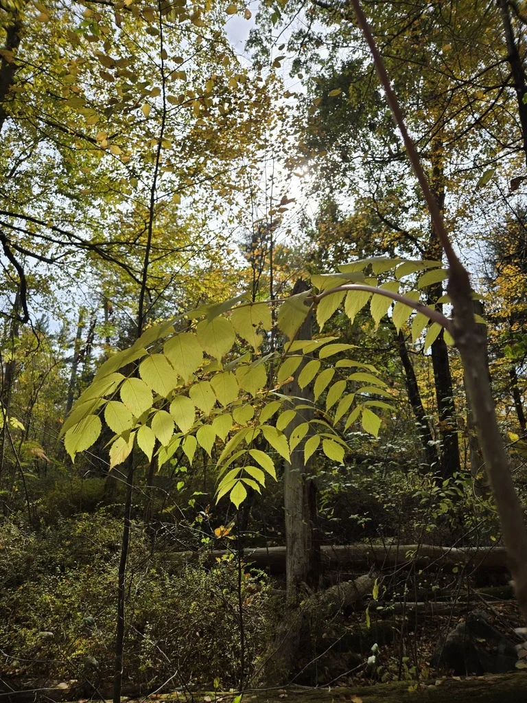 Aralia Elata