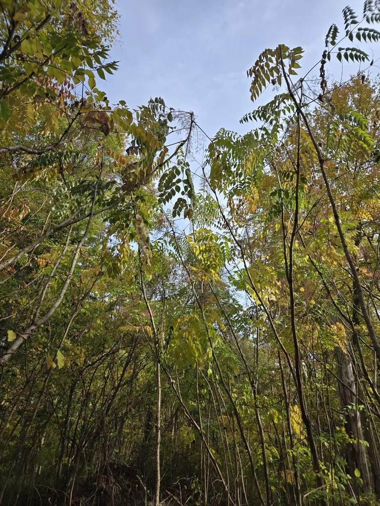 Aralia Elata