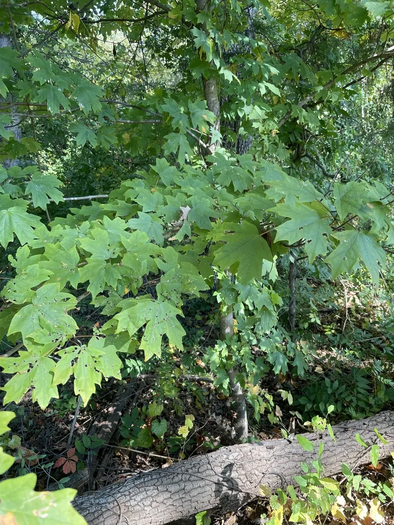Acer Floridanum