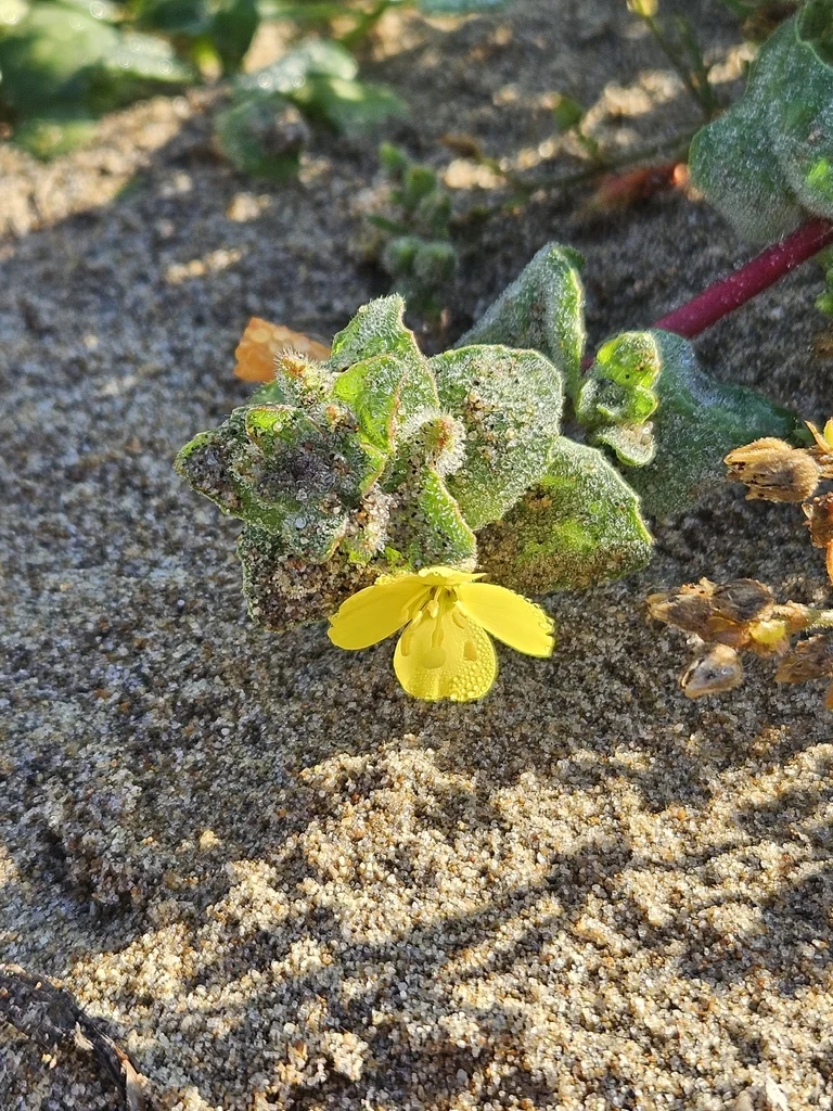 Camissonia Cheiranthifolia
