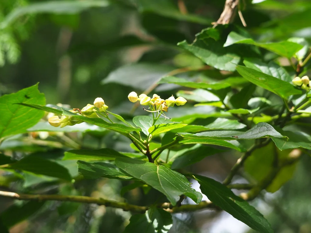 Clerodendrum Trichotomum