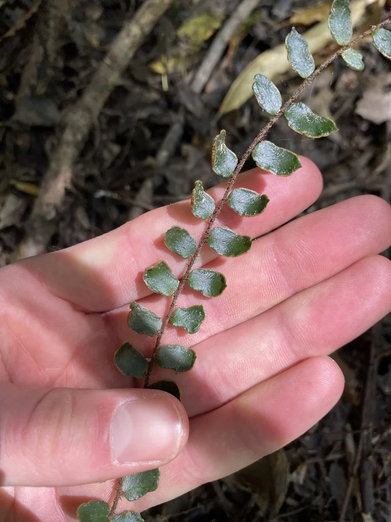 Pellaea Rotundifolia