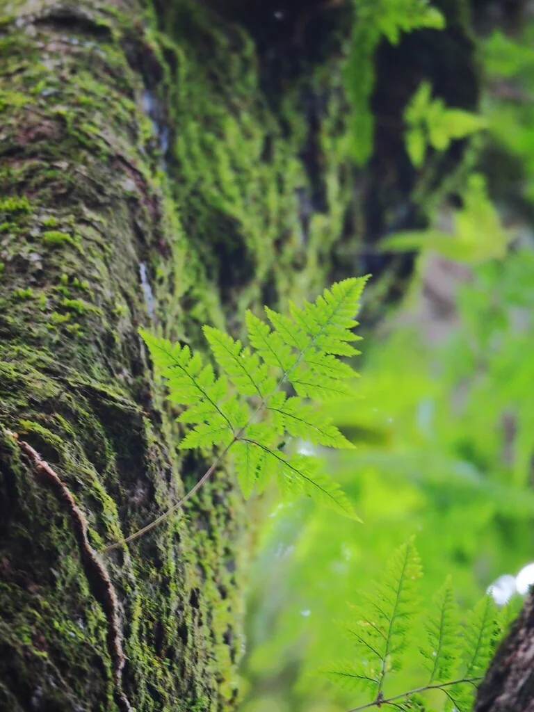 Davallia Trichomanoides