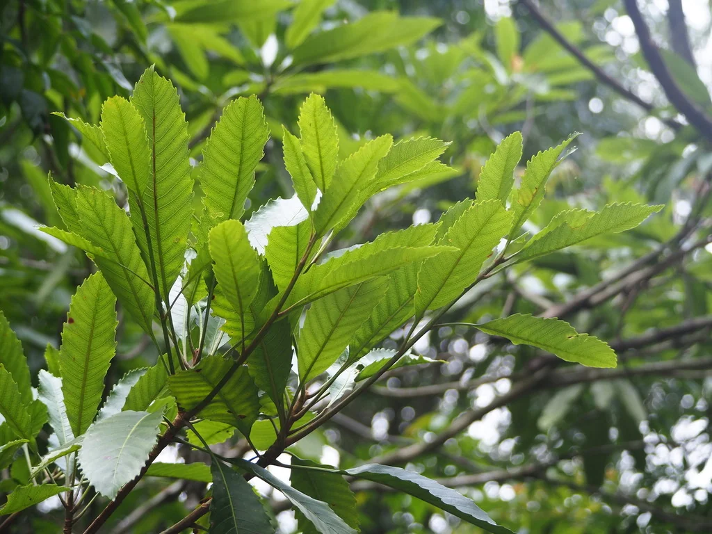 Eriobotrya Deflexa