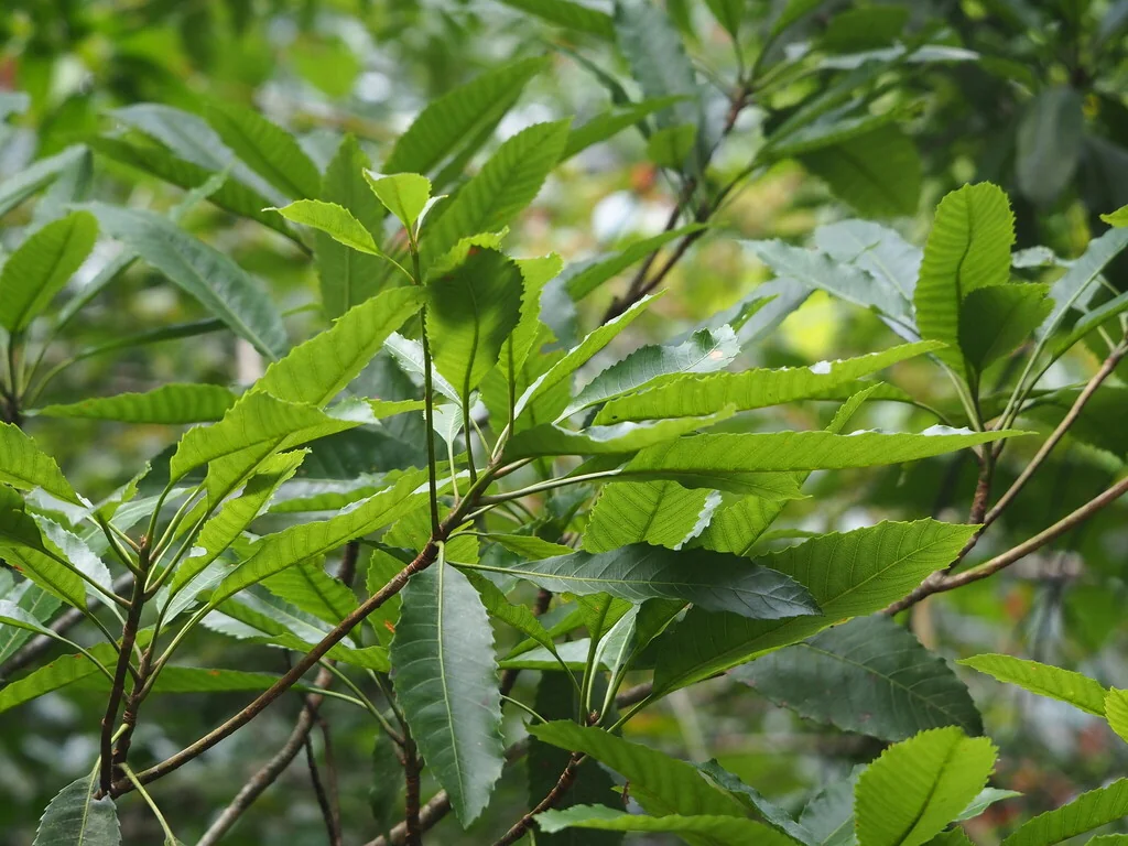 Eriobotrya Deflexa