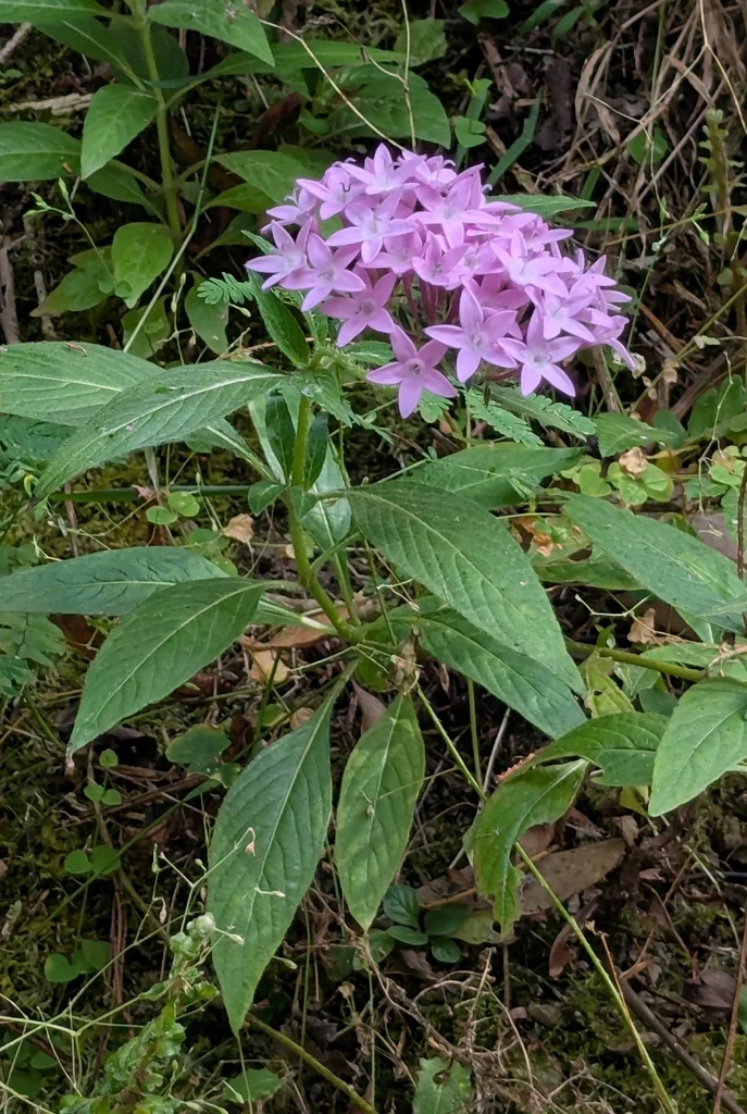 Pentas lanceolata