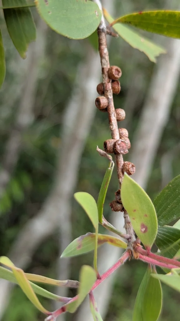 Melaleuca Quinquenervia
