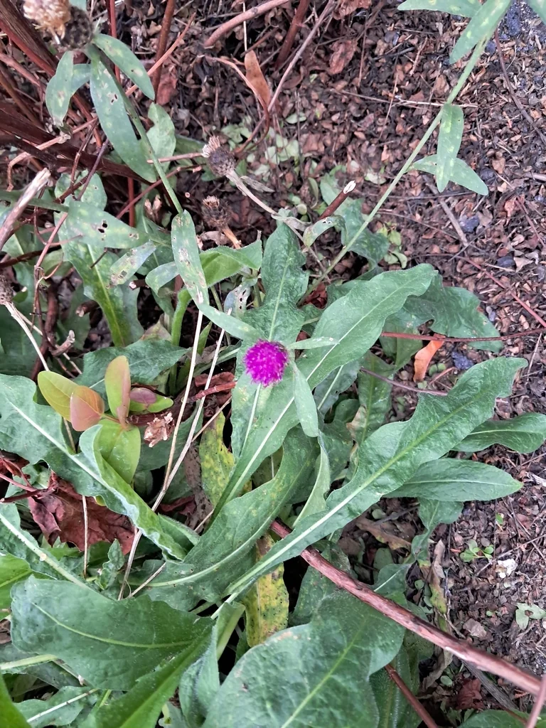 Gomphrena Globosa