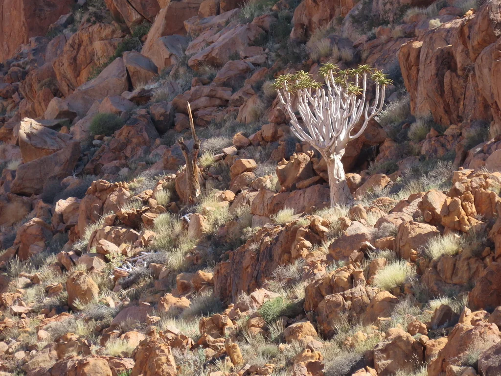 Aloe Dichotoma