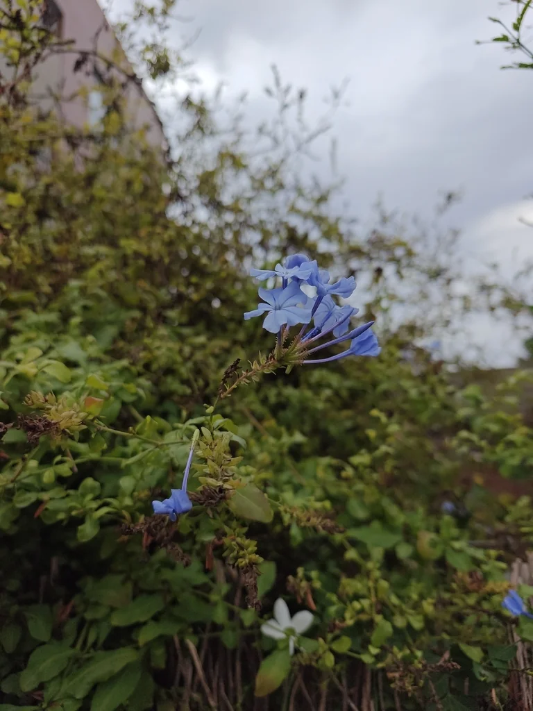 Plumbago Auriculata