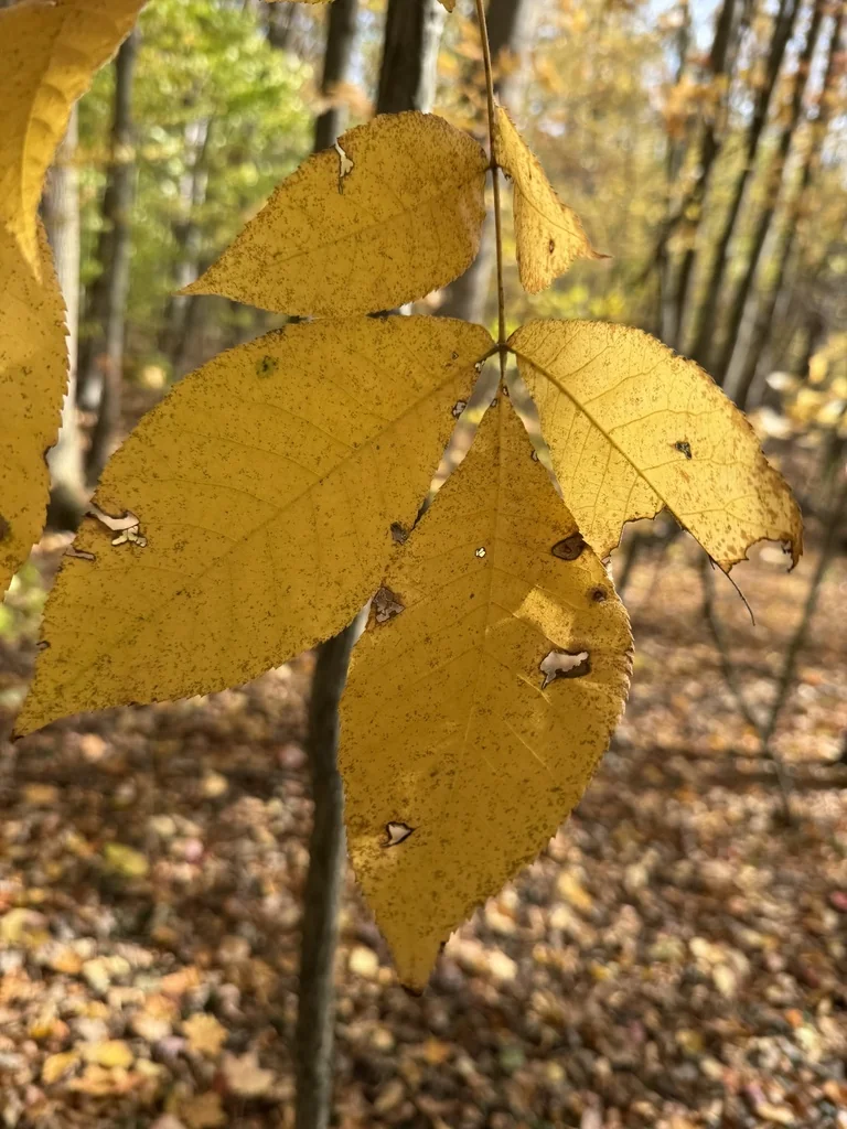 Carya Glabra