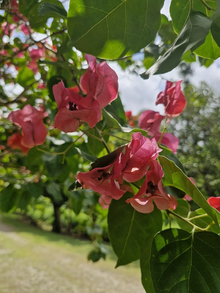 Bougainvillea Spectabilis