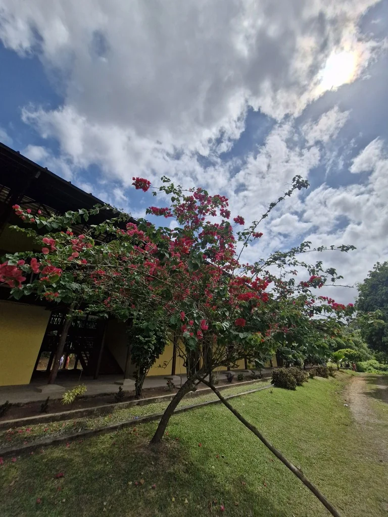 Bougainvillea Spectabilis
