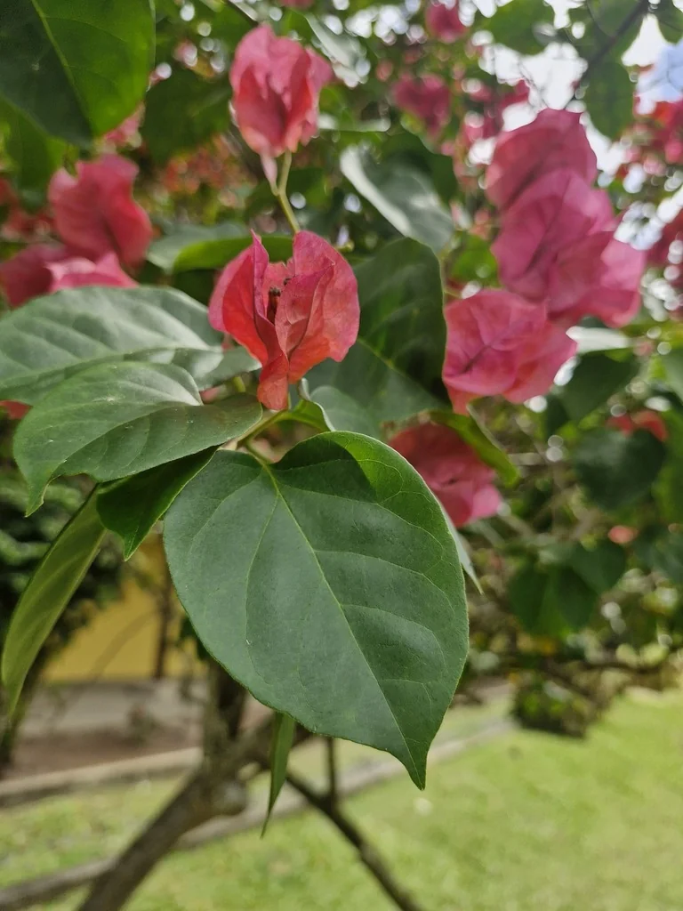 Bougainvillea Spectabilis