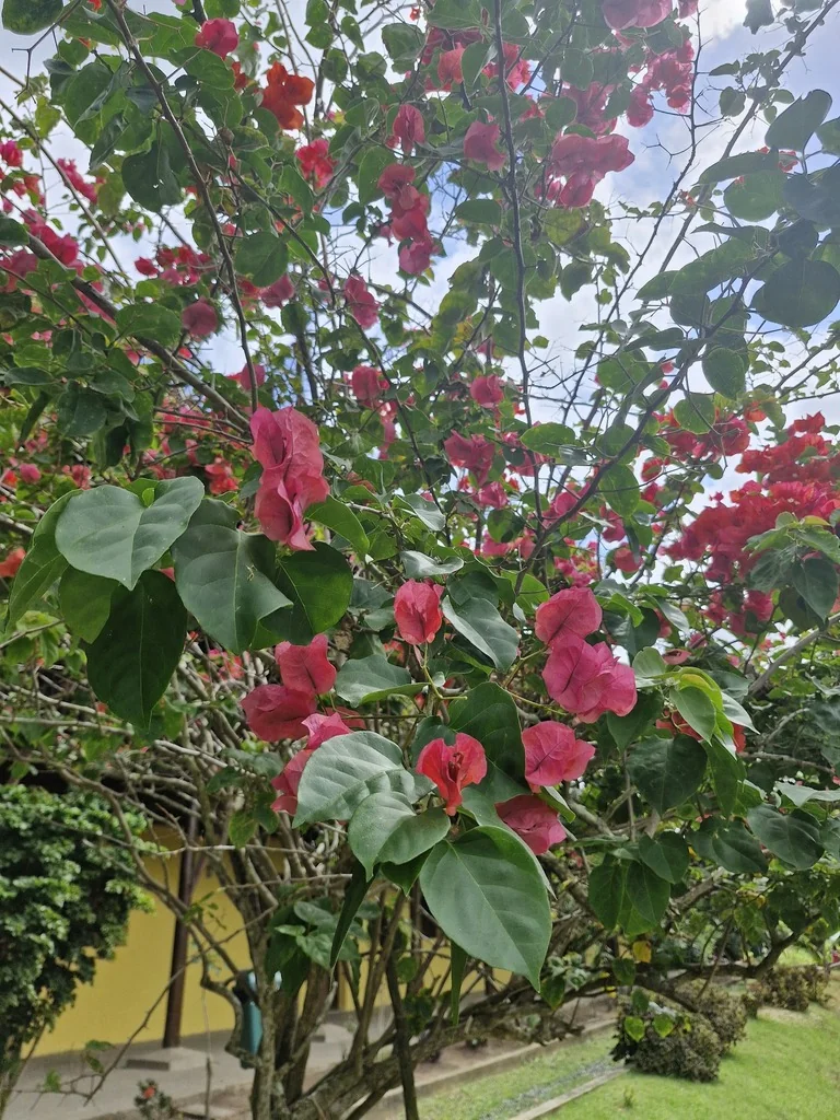 Bougainvillea Spectabilis