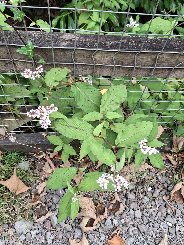 Persicaria Campanulata