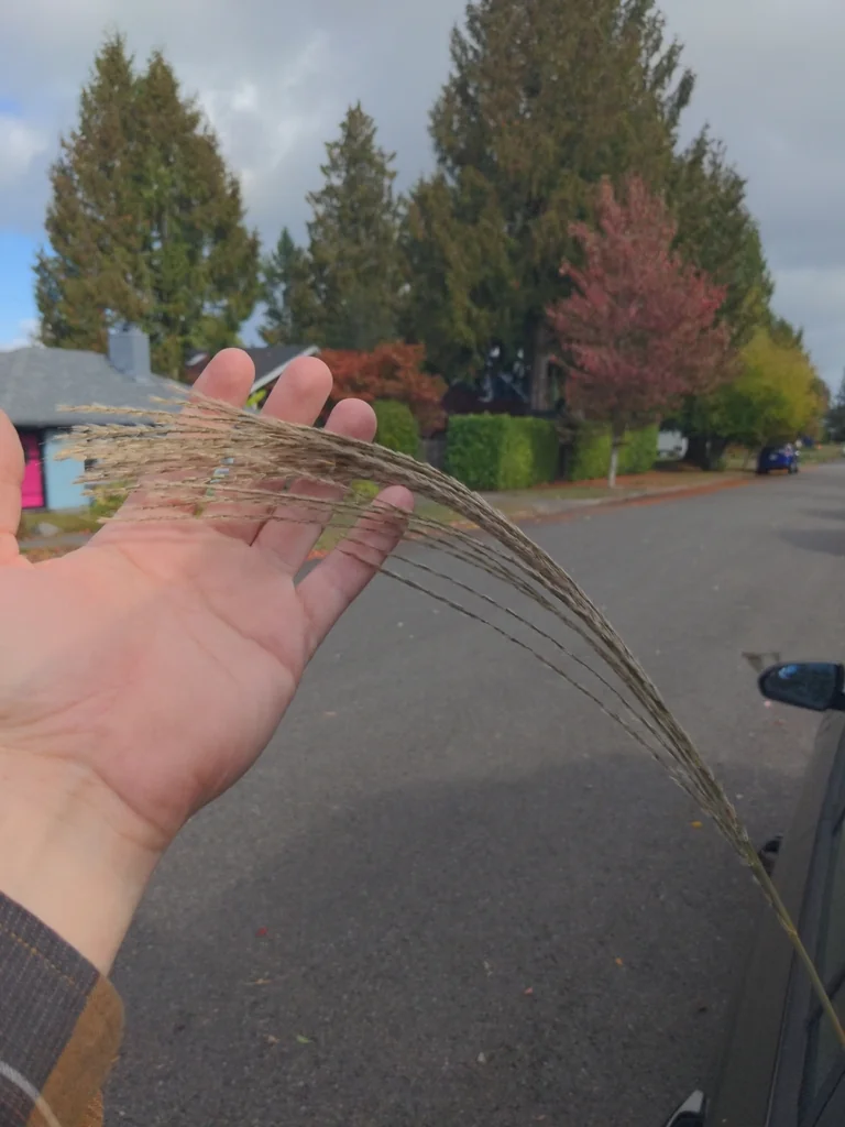 Miscanthus Transmorrisonensis