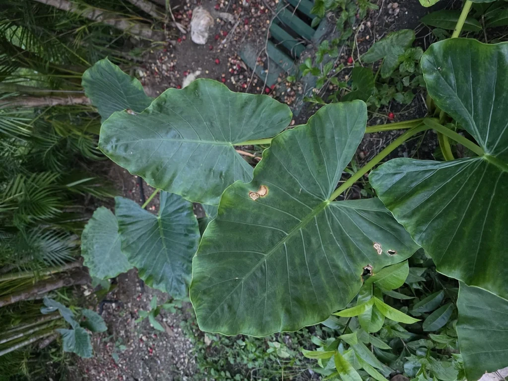 Alocasia plumbea