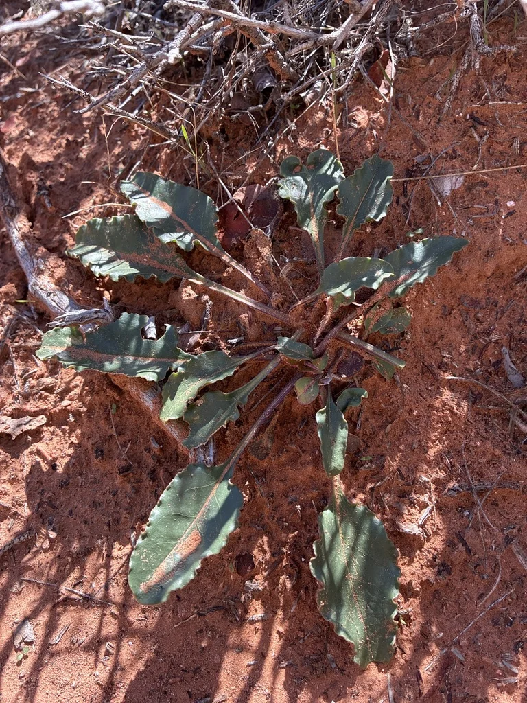 Penstemon Eatonii