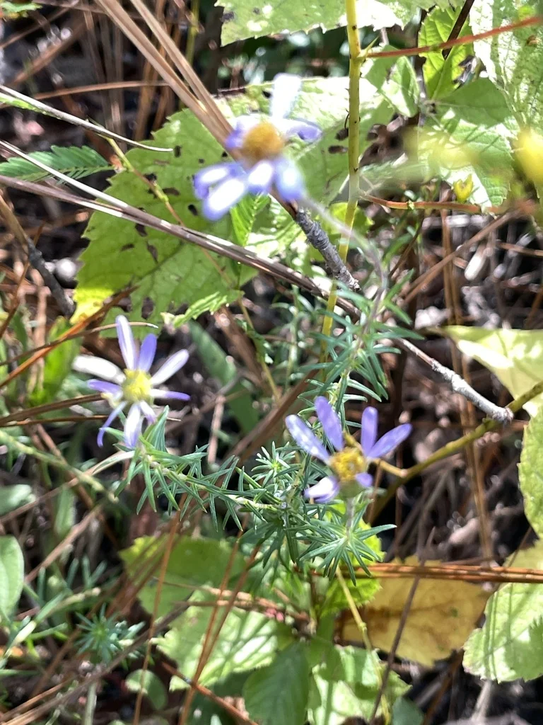 Ionactis linariifolius