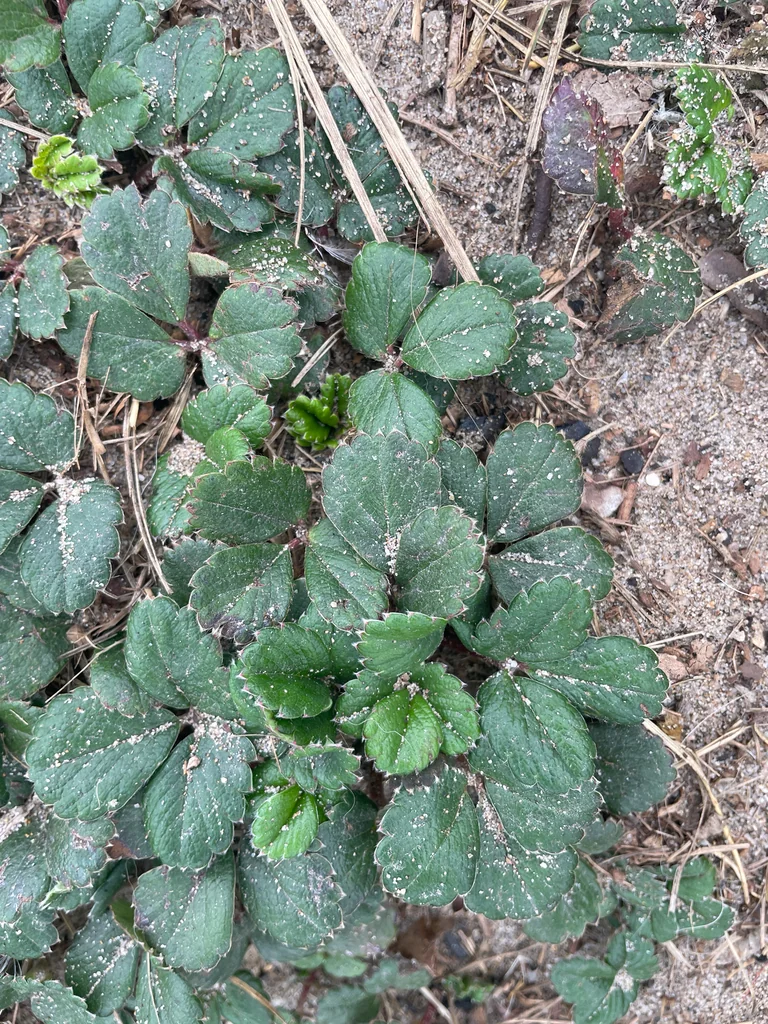 Fragaria chiloensis