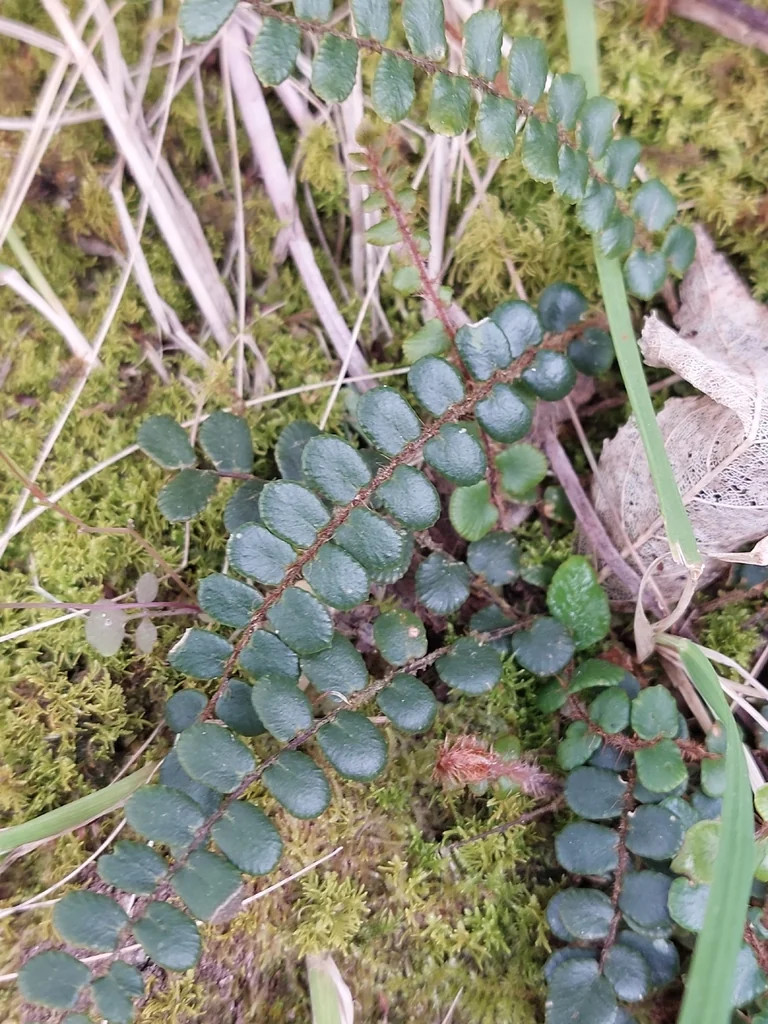 Pellaea Rotundifolia