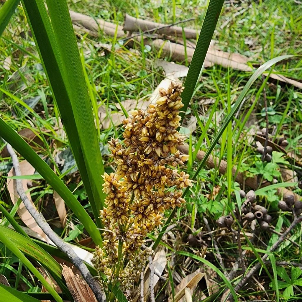Lomandra Longifolia