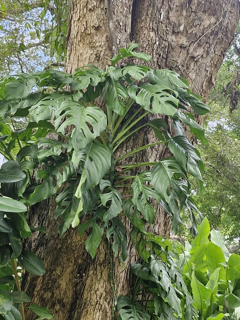 Monstera adansonii