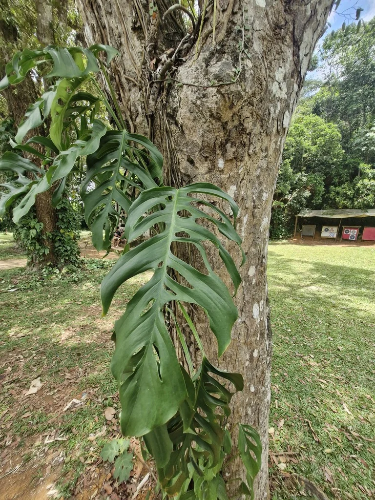 Monstera adansonii