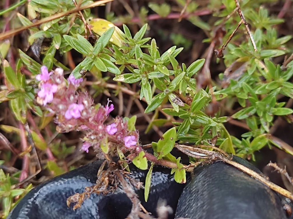 Thymus Serpyllum