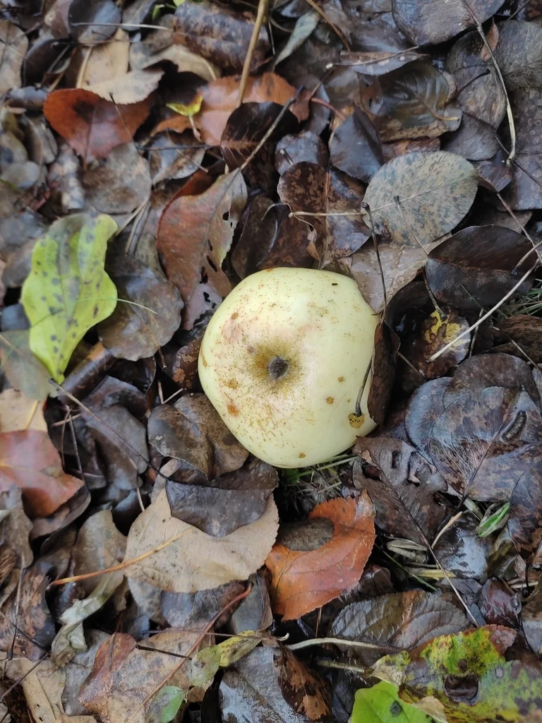 Malus Sylvestris