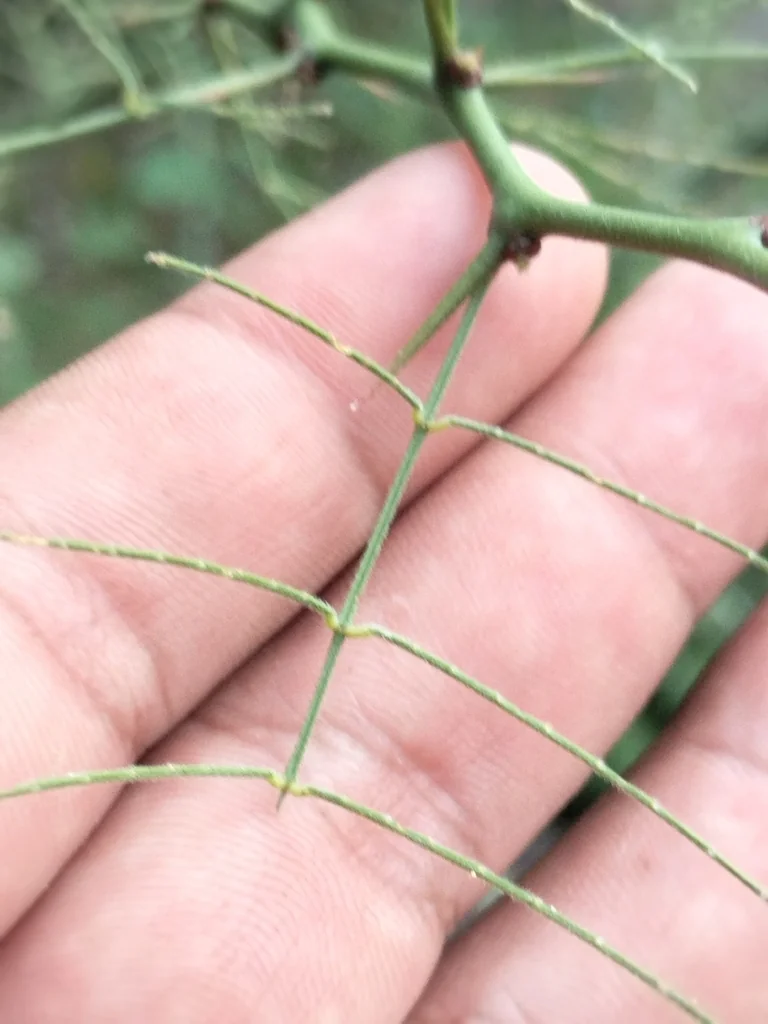 Parkinsonia Praecox