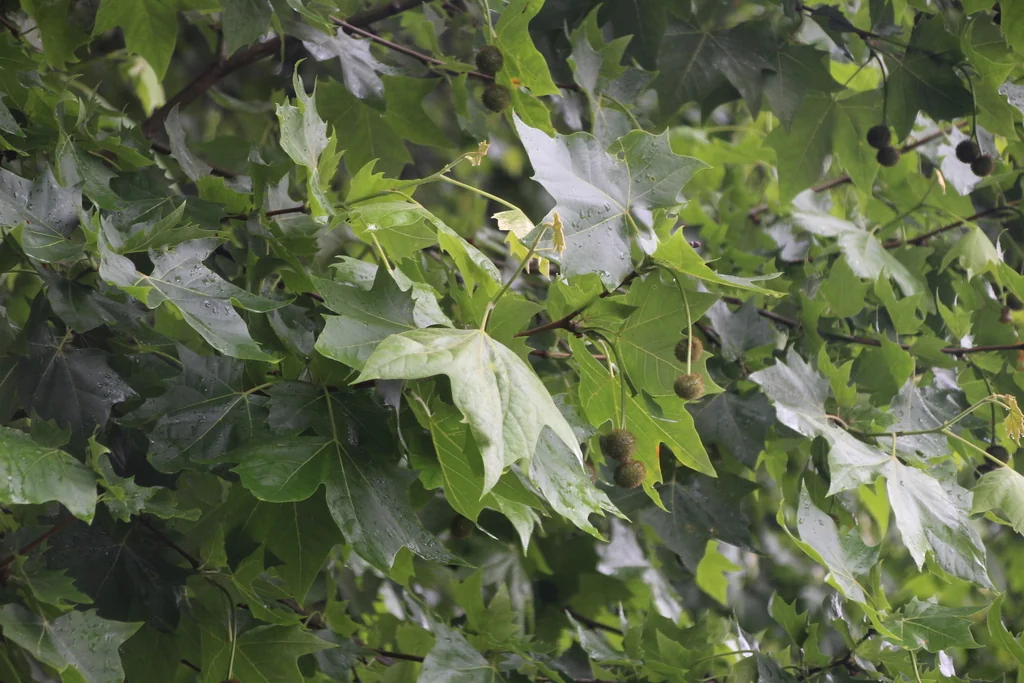 Platanus X Hispanica