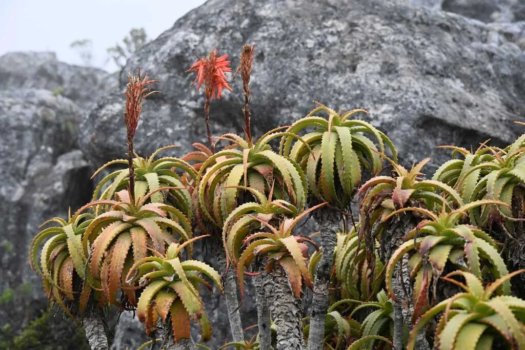 Aloe Arborescens