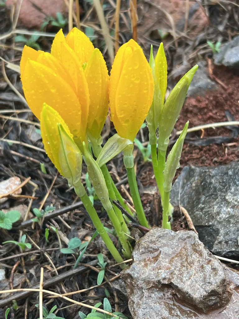 Sternbergia lutea