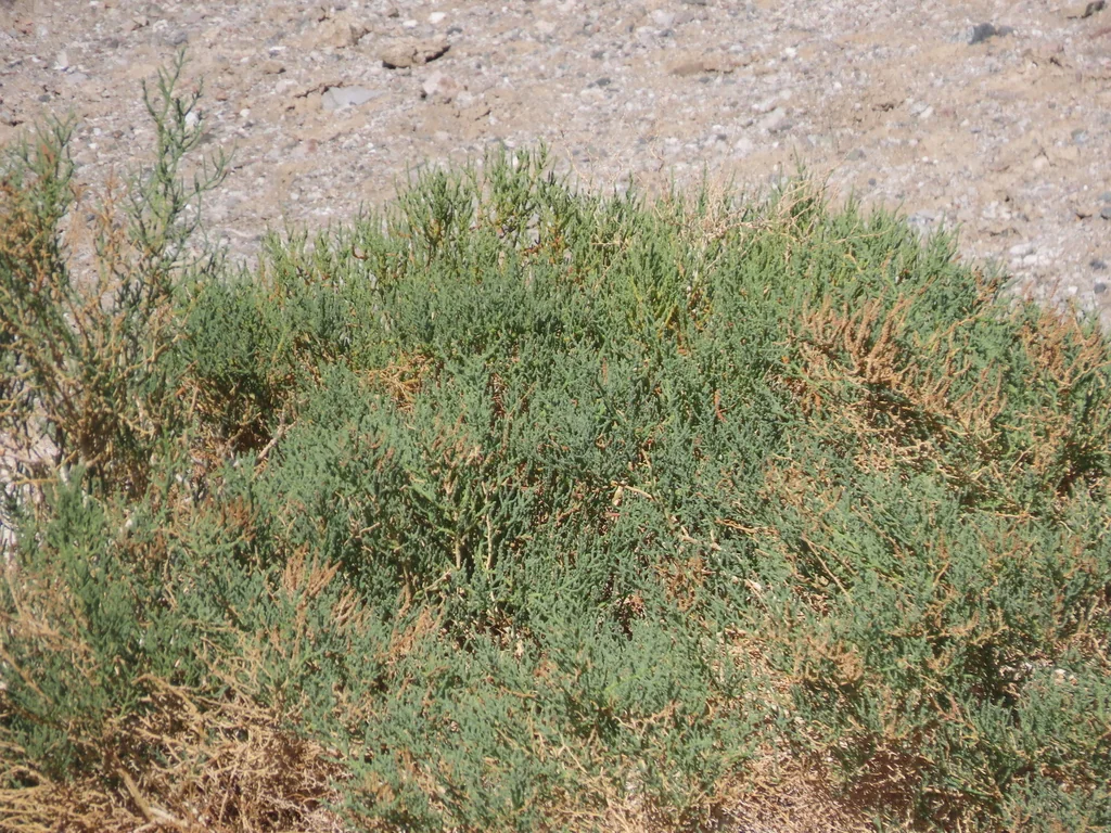 Allenrolfea Occidentalis